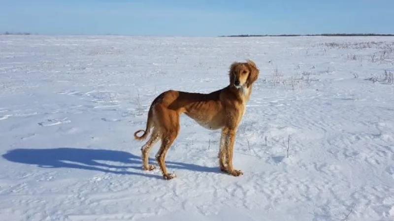 Казахская тазы официально получила патент
