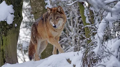 Люди преувеличивают: эксперт о нападении волков на населенные пункты в Казахстане, фото - Новости Zakon.kz от 15.01.2025 16:05