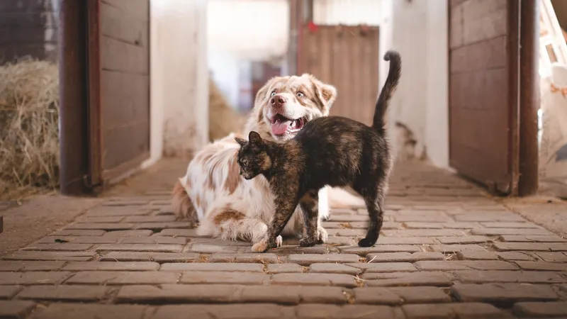 Почему нельзя кормить кошку собачьим кормом