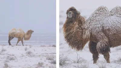 фотограф показал, как зимуют в Казахстане верблюды , фото - Новости Zakon.kz от 15.01.2025 20:52