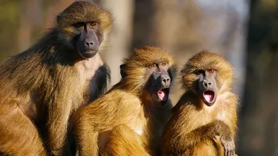 обезьяны вломились в дом и украли золотые украшения, фото - Новости Zakon.kz от 18.01.2025 01:54