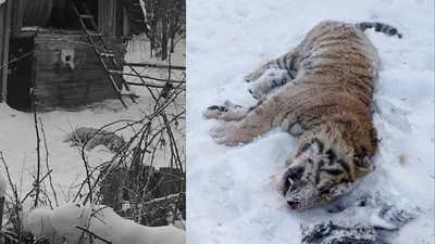 Под Астаной убили тигра: Комитет лесного хозяйства и животного мира отреагировал на видео, фото - Новости Zakon.kz от 17.01.2025 12:20