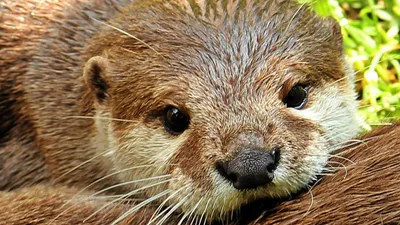 выдры, животные, , фото - Новости Zakon.kz от 18.01.2025 16:47