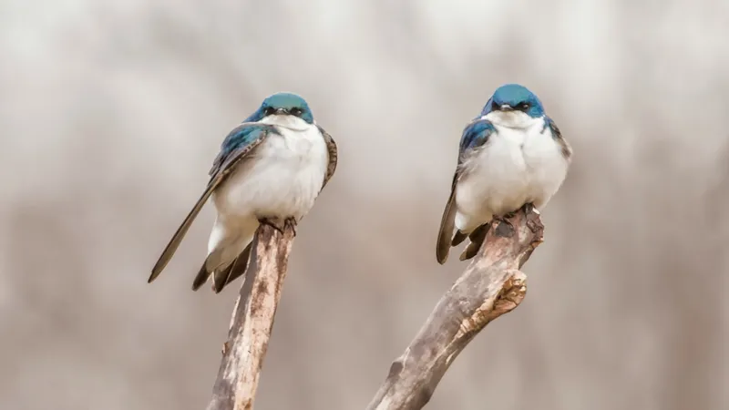 Хорошей новостью поделился Ботанический сад Алматы