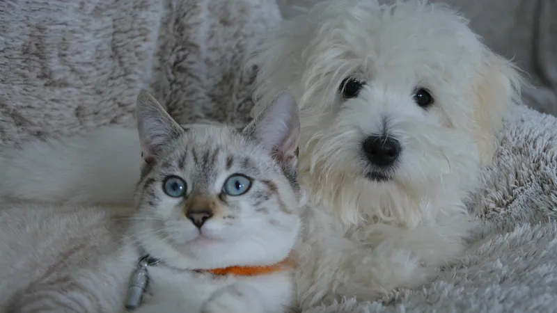 Лучшие советы по кормлению кошек и собак