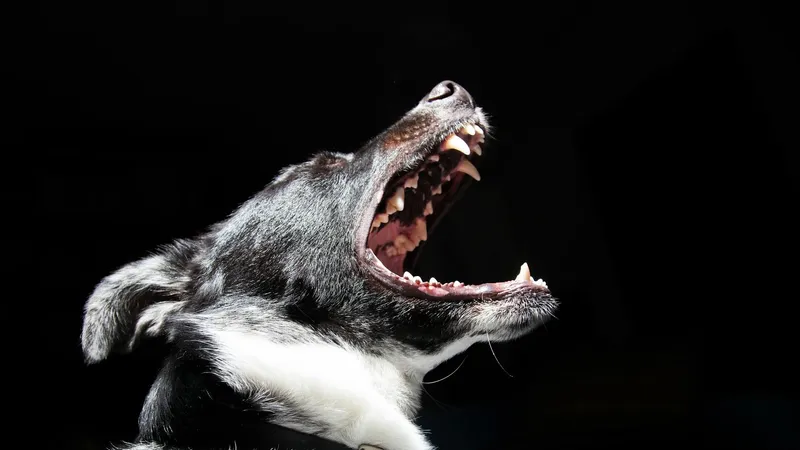 Собака до крови искусала подростка в Мангистауской области