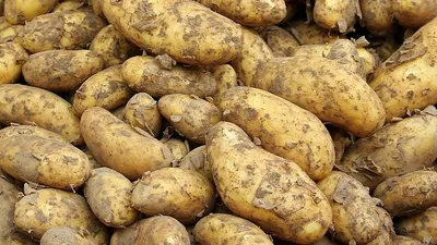 Где купить картошку дешевле  в Казахстане, фото - Новости Zakon.kz от 22.01.2025 13:40