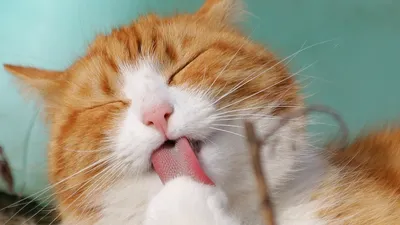 Гороскоп, фото - Новости Zakon.kz от 23.01.2025 06:00