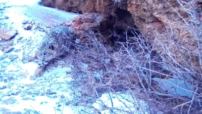 В нацпарке Туркестанской области фотоловушка зафиксировала снежных барсов, фото - Новости Zakon.kz от 23.01.2025 17:46