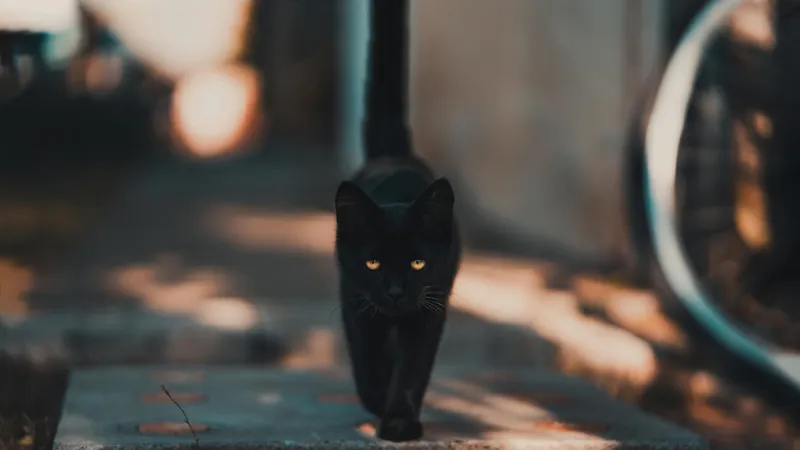 Как черные кошки стали жертвами моды и суеверий: удивительные факты