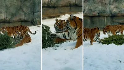 Как тигры из зоопарка Алматы обрадовались "посленовогоднему" подарку, фото - Новости Zakon.kz от 24.01.2025 15:43