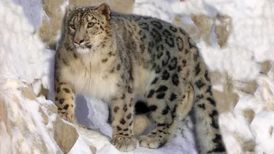 , фото - Новости Zakon.kz от 30.01.2025 16:22