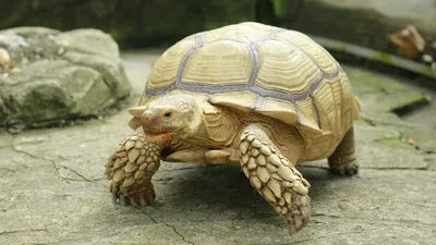 Черепаха пережила пожары в США, фото - Новости Zakon.kz от 25.01.2025 08:22