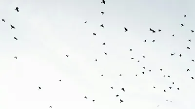 Самолет столкнулся с птицами, Уральск, Астана, фото - Новости Zakon.kz от 28.01.2025 17:50