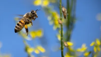 Футбол Остановка Матча, фото - Новости Zakon.kz от 29.01.2025 15:45