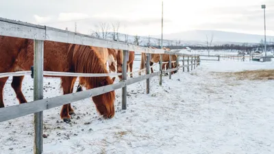 Минсельхоз предупредил животноводов Казахстана о сложном месяце, фото - Новости Zakon.kz от 30.01.2025 14:16
