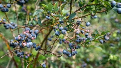 голубика антиоксиданты старение лекарство, фото - Новости Zakon.kz от 31.01.2025 12:39
