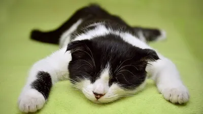 Нужно ли выгуливать кошек, фото - Новости Zakon.kz от 31.01.2025 16:32