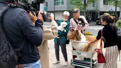 японский блогер открыл зоопарк, где люди сами становятся животными, фото - Новости Zakon.kz от 01.02.2025 18:48