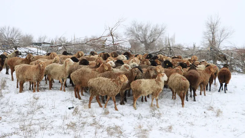 Программа товарного кредитования: 100 голов скота передали сельчанам в Жамбылской области