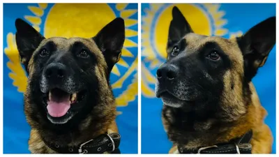 Герои бывают разные: МЧС РК умилил кадрами фотосессии служебных собак, фото - Новости Zakon.kz от 01.02.2025 12:51