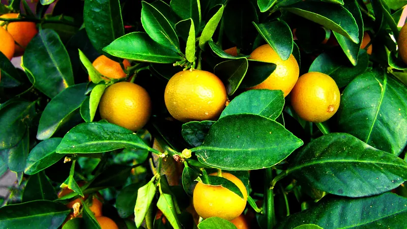 Золотое яблоко из ботсада Алматы помогает от кашля и похмелья