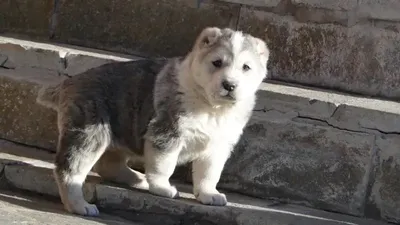 Казахстанские ученые раскрыли генетическую историю породы тобет, фото - Новости Zakon.kz от 03.02.2025 18:23