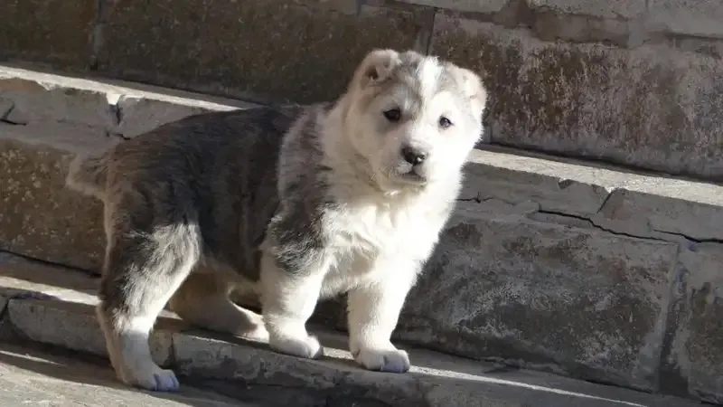 Казахстанские ученые раскрыли генетическую историю породы тобет