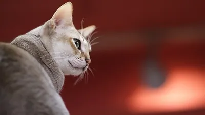 Исчезающие породы кошек, фото - Новости Zakon.kz от 03.02.2025 10:08