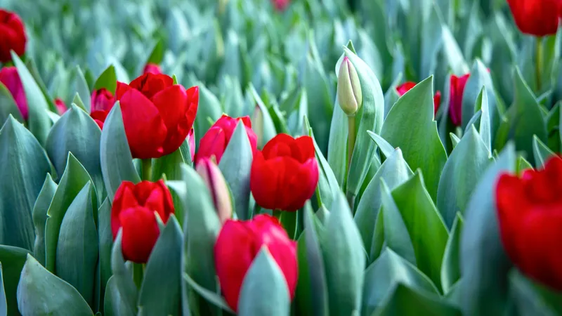 Красоту из голландских тюльпанов создал житель ВКО