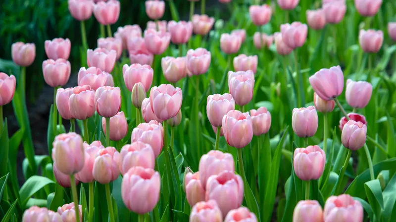 Еліміздің оңтүстігіне көктем биыл ерте келді