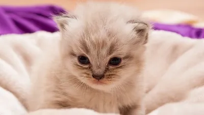 больных котят с поддельными ветпаспортами продавали по Казахстану, фото - Новости Zakon.kz от 04.02.2025 22:38