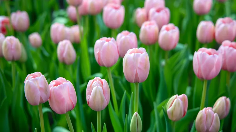 Бишкек готовится к цветению тюльпанов