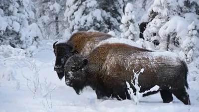 Огромные бизоны в Карагандинской области , фото - Новости Zakon.kz от 04.02.2025 05:45