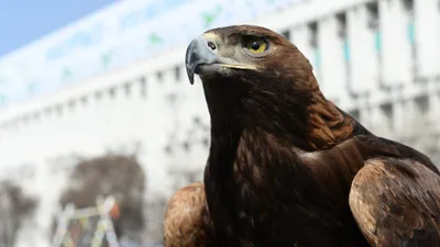 Беркут, беркутчи, национальные праздники, национальный праздник, Наурыз , фото - Новости Zakon.kz от 22.02.2026 23:12