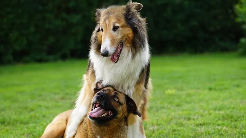 Какие люди меньше обращают внимание на животных