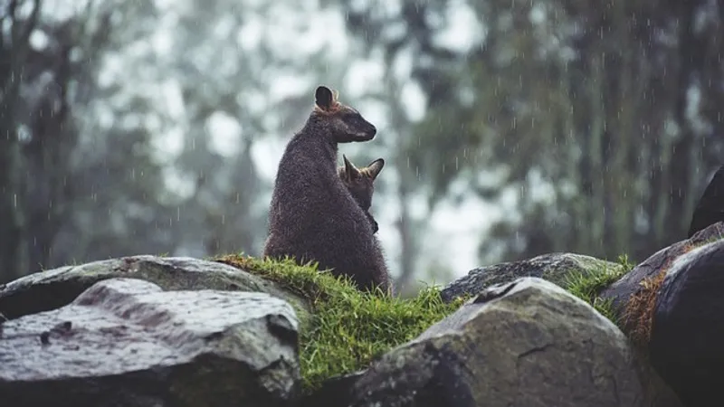 Первый в мире эмбрион кенгуру вырастили при помощи ЭКО в Австралии