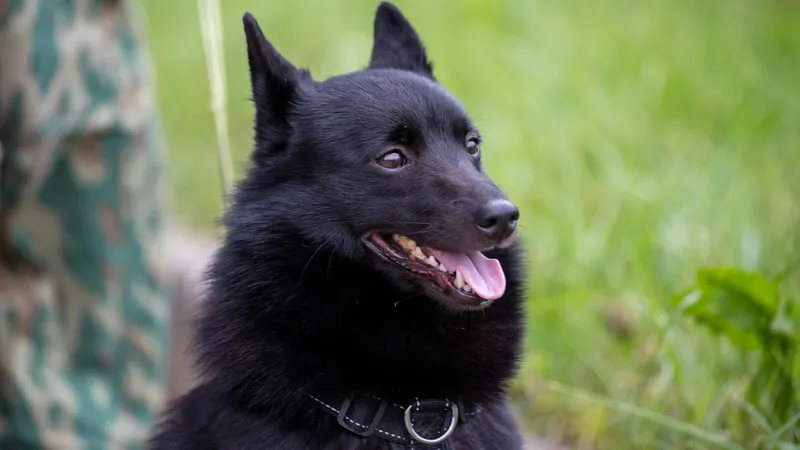 Питомец Максима Галкина вызвал вопросы у пользователей Сети