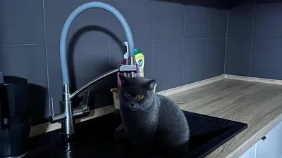 Что скрывают кошки, фото - Новости Zakon.kz от 07.02.2025 09:37