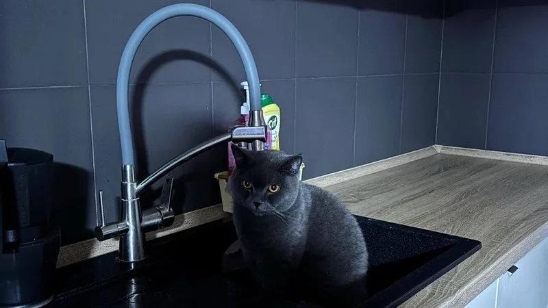 Что скрывают кошки