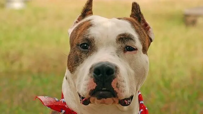 Породы собак, содержание которых сопряжено с риском