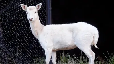 Животные, фото - Новости Zakon.kz от 08.02.2025 08:02