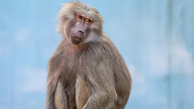 Шри-Ланка, фото - Новости Zakon.kz от 10.02.2025 02:52