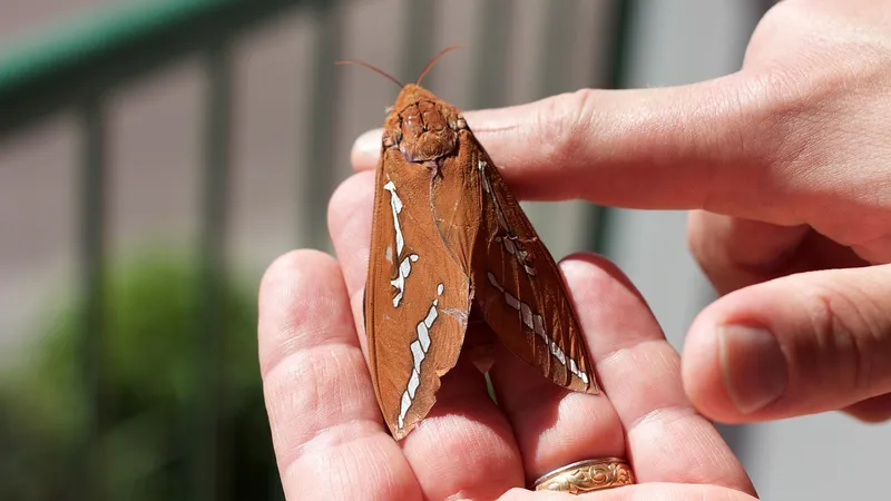 Дорогостоящий лондонский особняк продали вместе с полчищем моли