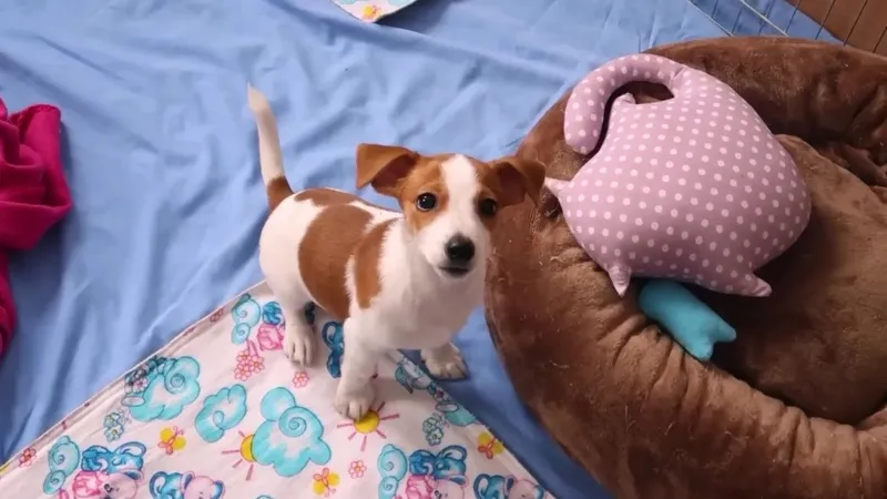 Ушла на работу, вернулась со штрафом: владелицу собак наказали в Усть-Каменогорске