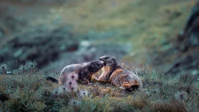 грызуны Бурабай, фото - Новости Zakon.kz от 11.02.2025 11:25