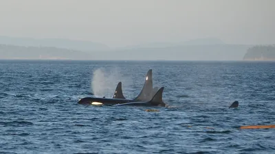 Исследователи запечатлели, как косатки обучают детенышей охоте на тюленей у берегов Антарктиды, фото - Новости Zakon.kz от 11.02.2025 08:40