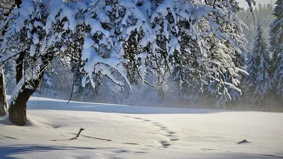 прогноз погоды, фото - Новости Zakon.kz от 12.02.2025 18:12