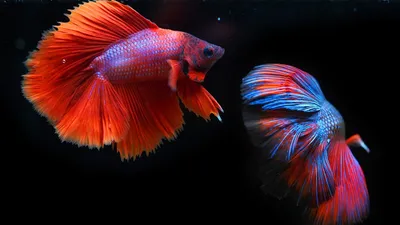 Гороскоп совместимости, фото - Новости Zakon.kz от 13.02.2025 07:20