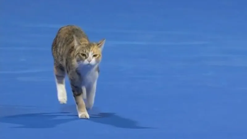 Кот снова выбежал на корт турнира WTA в Дохе